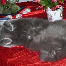 Blanding af racer Ludo