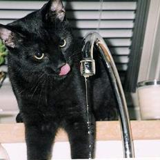 Blanding af racer Pelle Haleløs