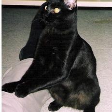 Blanding af racer Pelle Haleløs