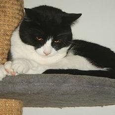 Huskat Arnold aka Kong fu Panda