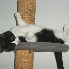 Huskat Arnold aka Kong fu Panda