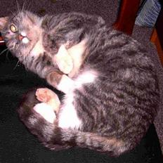 Blanding af racer Emil