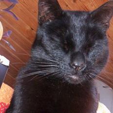 Blanding af racer Carlos