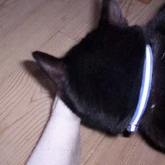 Blanding af racer Carlos