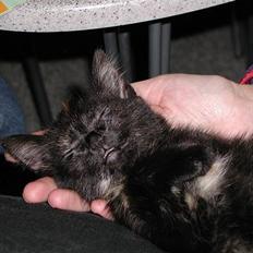 Blanding af racer Fie (Død)