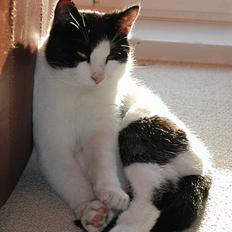 Blanding af racer Oskar