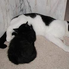 Blanding af racer Oskar