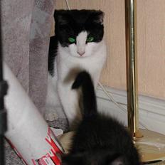 Blanding af racer Oskar