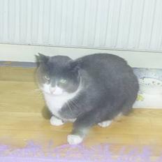 Blanding af racer Oliver