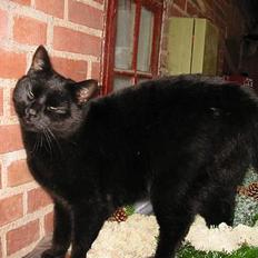 Blanding af racer oliver