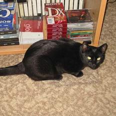 Blanding af racer oliver