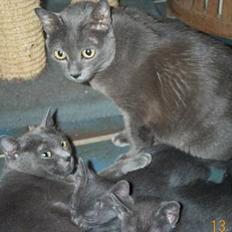 Korat Kitty R.I.P.