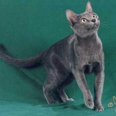 Korat Emmy *RIP*