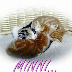 Blanding af racer Minni