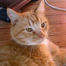 Blanding af racer Garfield +død+