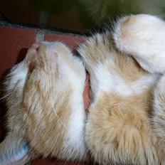 Blanding af racer Garfield +død+