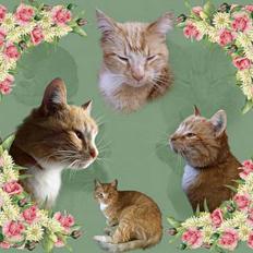 Blanding af racer Garfield +død+