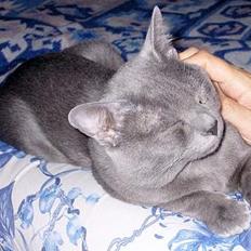 Korat Gigolo (alias: Jerry)