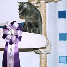 Korat Gigolo (alias: Jerry)