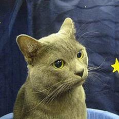 Korat Gigolo (alias: Jerry)