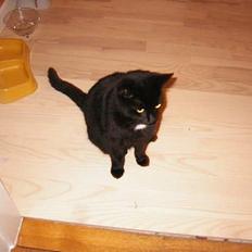 Blanding af racer NuzZer