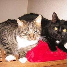 Blanding af racer NuzZer