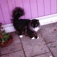 Norsk Skovkat Tornado - døde d 13/5-07