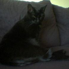 Huskat /British Shorthair Cille