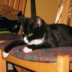 Blanding af racer Mille