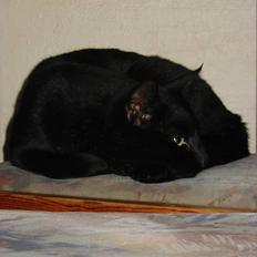 Huskat Hr. Mortensen