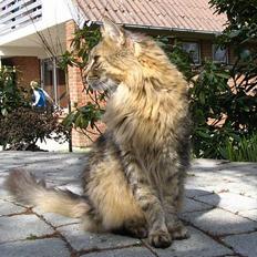 Maine Coon 'Bamse'