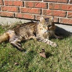 Maine Coon 'Bamse'