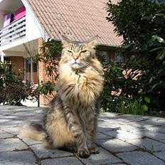 Maine Coon 'Bamse'