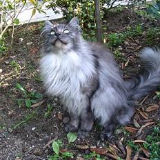 Maine Coon 'Findus'