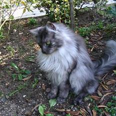 Maine Coon 'Findus'