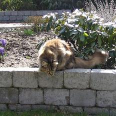 Maine Coon 'Cirkeline' - Hvil i Fred