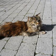 Maine Coon 'Cirkeline' - Hvil i Fred