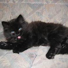 Blanding af racer Doffen :'( DØD :'(