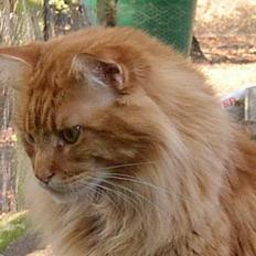 Maine Coon 'Magic Coon Mao (Død)'