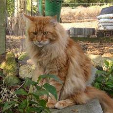 Maine Coon 'Magic Coon Mao (Død)'