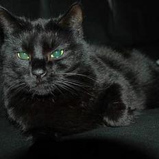 Blanding af racer Sheta