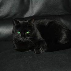 Blanding af racer Sheta