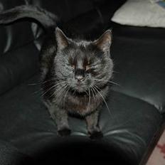 Blanding af racer Sheta