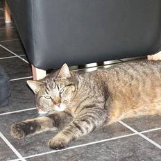 Blanding af racer Kovo