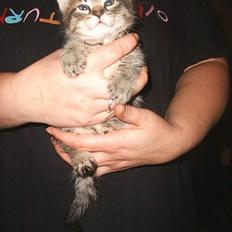 Blanding af racer Kovo