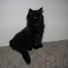 Blanding af racer Doffen :'( DØD :'(