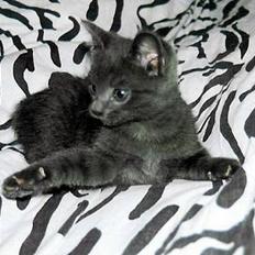 Blanding af racer Felix