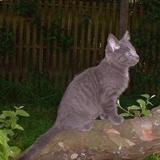 Blanding af racer Felix