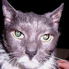 Blanding af racer Tilde ~ Død :'(