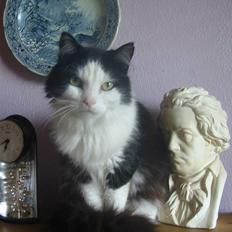 Blanding af racer Strit